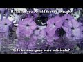 LP/LIONFISH - Maybe The Rain | Lyrics • Sub español