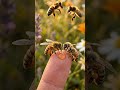 Watch The Entire Colony Respond #bees #wildlife #shorts #ytshorts