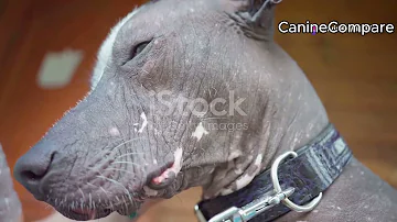 Xoloitzcuintli vs. Peruvian Inca Orchid: Ancient Breeds Unveiled!