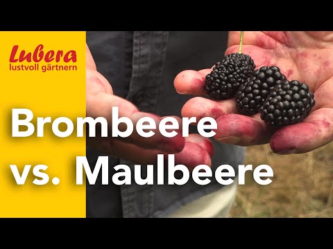 Blackberry vs Mulberry: What are the differences?