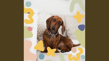 Remarkable Backdrops for Calm Puppies