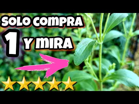 Video: ¿Cómo cultivar stevia en casa? Usos y Beneficios de la Stevia