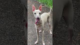 Hi,I’m beautiful iggy #italiangreyhound #doglife #iggy #iggydog #dog #dogclothes #cutedog