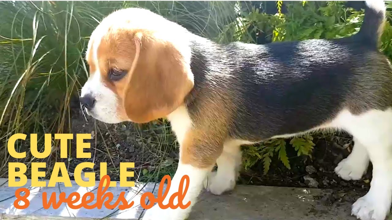 Cute Beagle Puppy 8 Weeks Old Bouncing through the Garden - YouTube