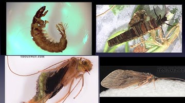 2020 Introduction to Entomology, Part 2