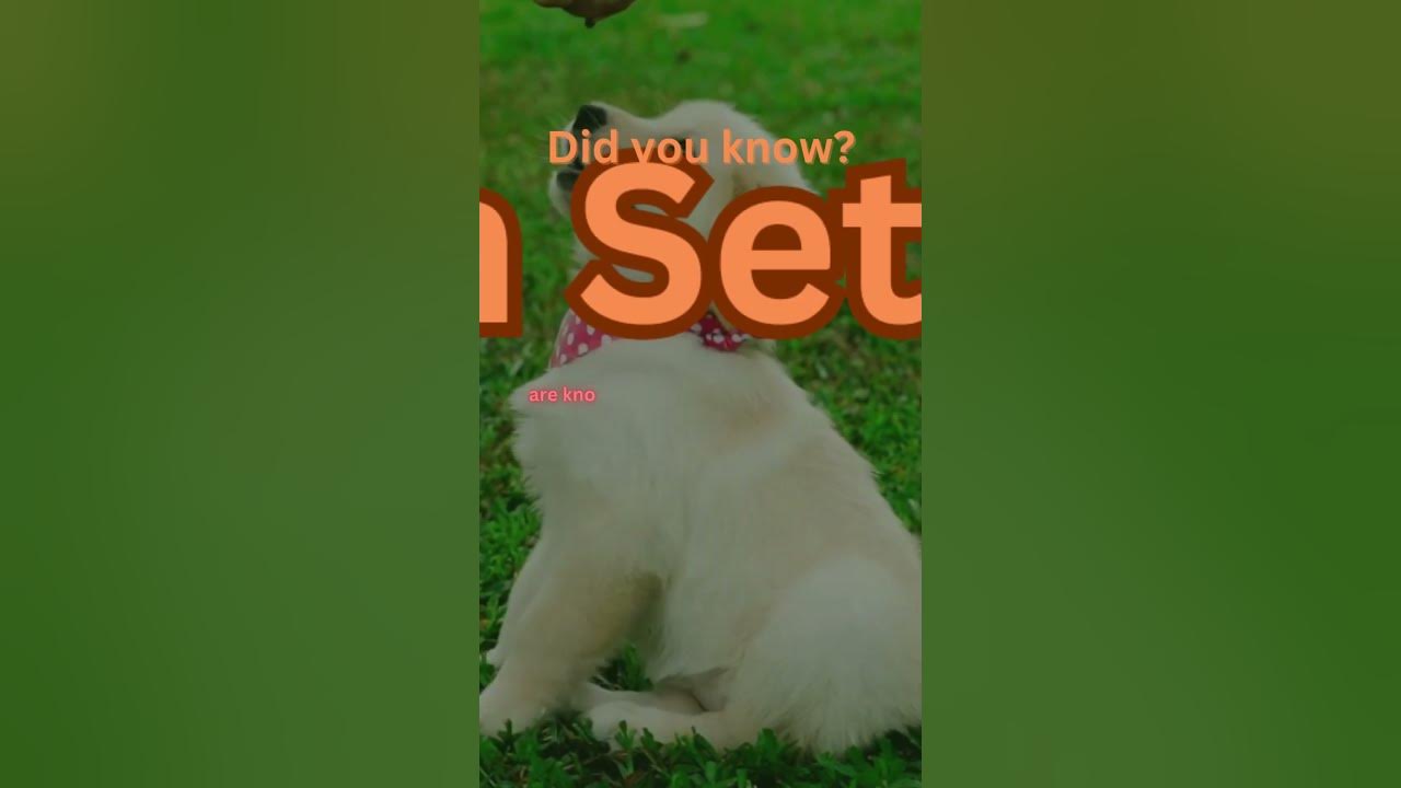 Fun Facts: Animals - Dogs #20 - YouTube