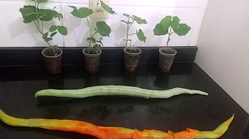 Como planta semente de quiabo de metrô?