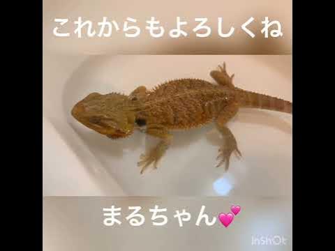 フトアゴヒゲトカゲのまるちゃん温浴 - Hq2