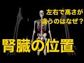 【腎臓の位置】左右で高さが違うのはなぜ?