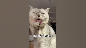 Кого лучше выбрать: кота или кошку #кот #коты #shorts