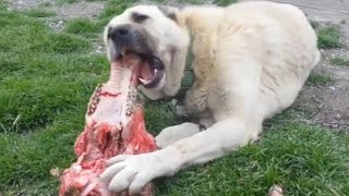 World Strongest Dog Bite-KangaL Bite Force 743 Psi by Planet Of The Dogs 298,800 views 4 years ago 2 minutes, 6 seconds