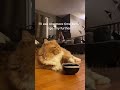 Cat rocks her food bowl to get owners attention  1277602