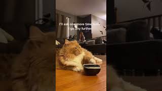 Cat Rocks Her Food Bowl To Get Owner's Attention  1277602