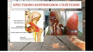 Спинномозговые нервы. Сплетения.