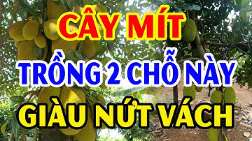 Cứ TRỒNG CÂY MÍT Ở 2 Chỗ Này Để HÚT TÀI LỘC Tiền Vàng Kéo Vào Ầm Ầm, Đổi Đời Giàu Nứt Vách