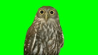 OWL Green Screen Animation