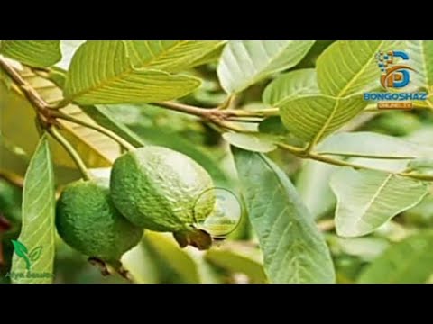 Ongeza Ute Ute Kwenye UKE Imarisha UUME Boresha Afya Ya Uzazi Kwa Kutumia Majani Ya Mpera