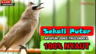 Masteran Trucukan Gacor Ngalas Tarung Ropel Panjang  Ampuh Untuk Pancingan Trucuk Agar Bunyi Nyaut
