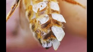 Bees Making Wax