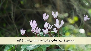 جز 27 (سوره رحمن از آیه 41 تا 67 ) با ترجمه فارسی صوتی و تصویری