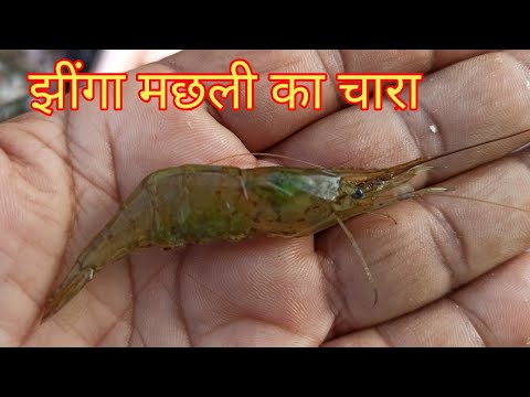 वीडियो: क्या आप मेन में झींगा मछली पकड़ने जा सकते हैं?