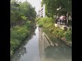 Building reflections in Bangkok Khlong - Bangkok Canal #shorts #bangkok #canal #khlong #reflections