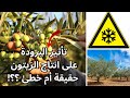 حقيقة تأثير البرودة على إنتاج أشجار الزيتون شجرة الزيتون لاربيكوين لاربوصانا كرونيكي Olive Tree 