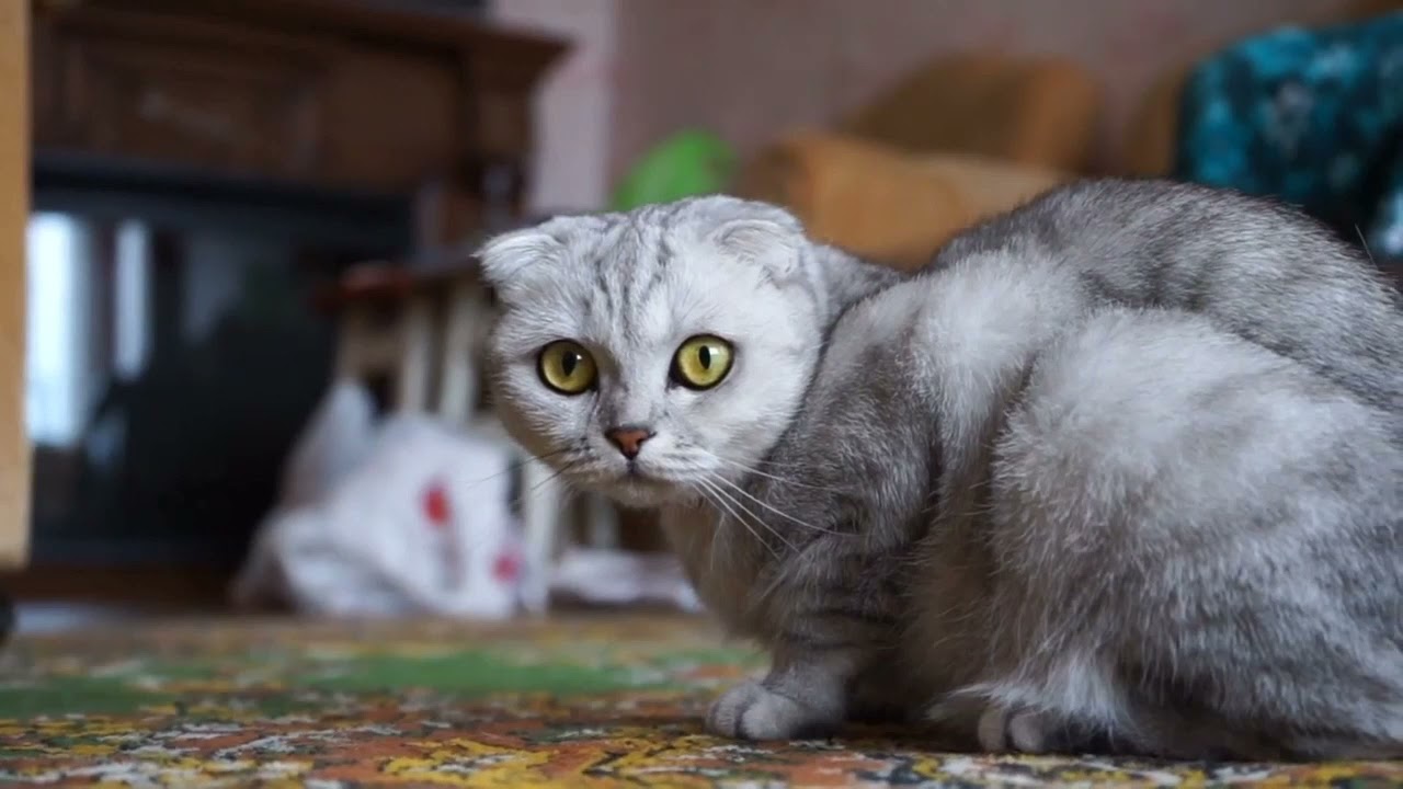 Cute cats cute look # short 