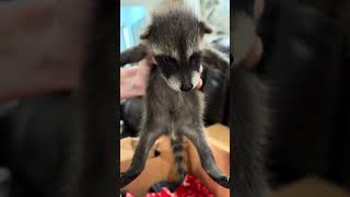 Mapache bebé corre a desayunar / Baby raccoon / Alicia y Eva / Raccoon Theodore