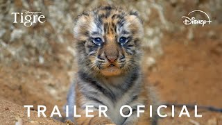 Tiger | Trailer Oficial | Disney+