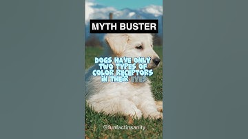Thumbnail of Are dogs colorblind?