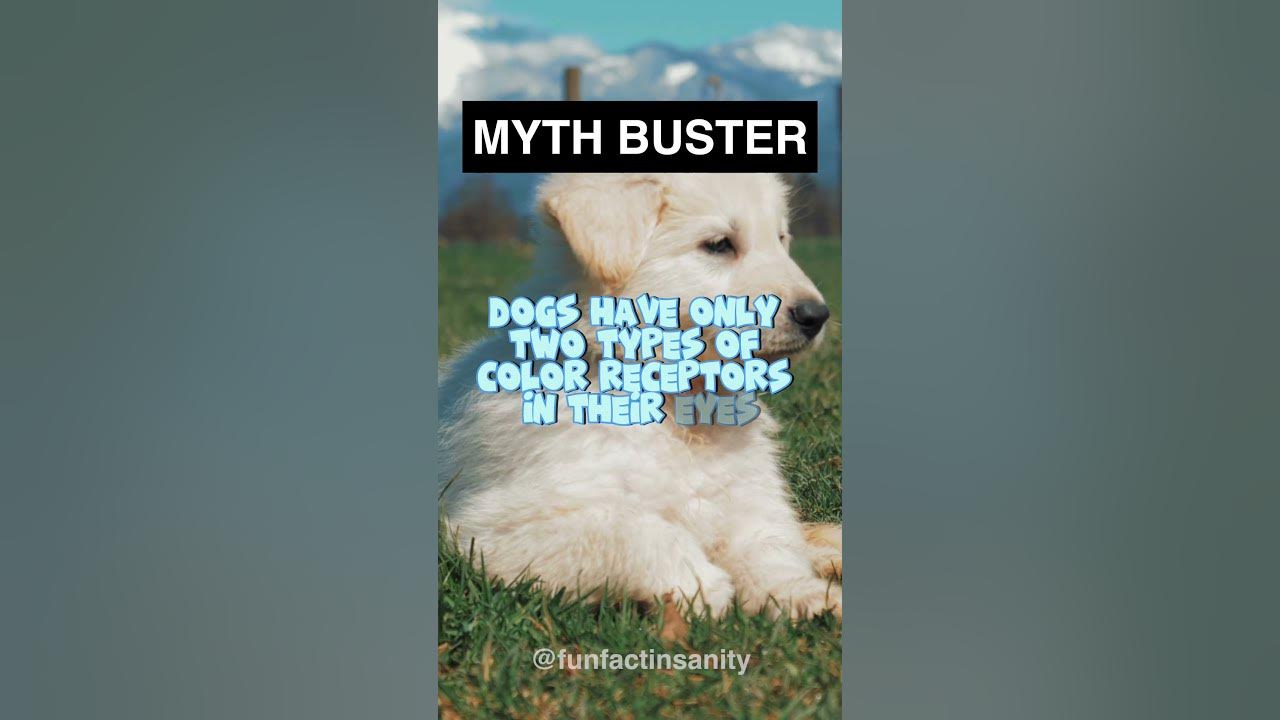 Are dogs colorblind?