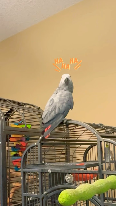 Gizmo bersenang-senang dengan suara airnya hari ini 💦 #talkingparrot #africangrey