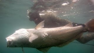 Spearfishing – Mulloway Misadventures