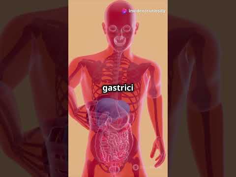 Il Sistema Digestivo