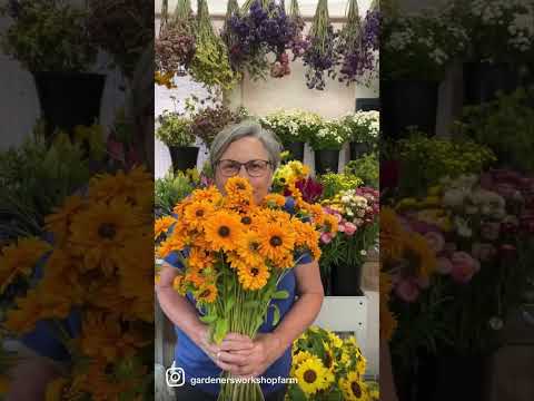 Video: Rudbeckia ziemciete - saule tavā dārzā