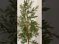 Olive Trees Artificial #amazonreview #Olivetree #earnsrevenue