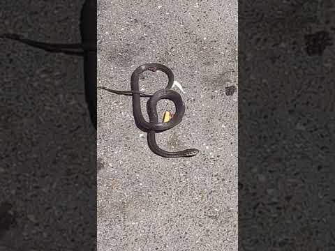 Bitonto, un serpente per le vie del centro. E c'è chi scherza: «Soluzione a topi e blatte»