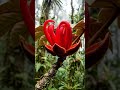 Timelapse - Devil's Hand Tree Flower #flowers #nature #garden #relaxingmusic #plants