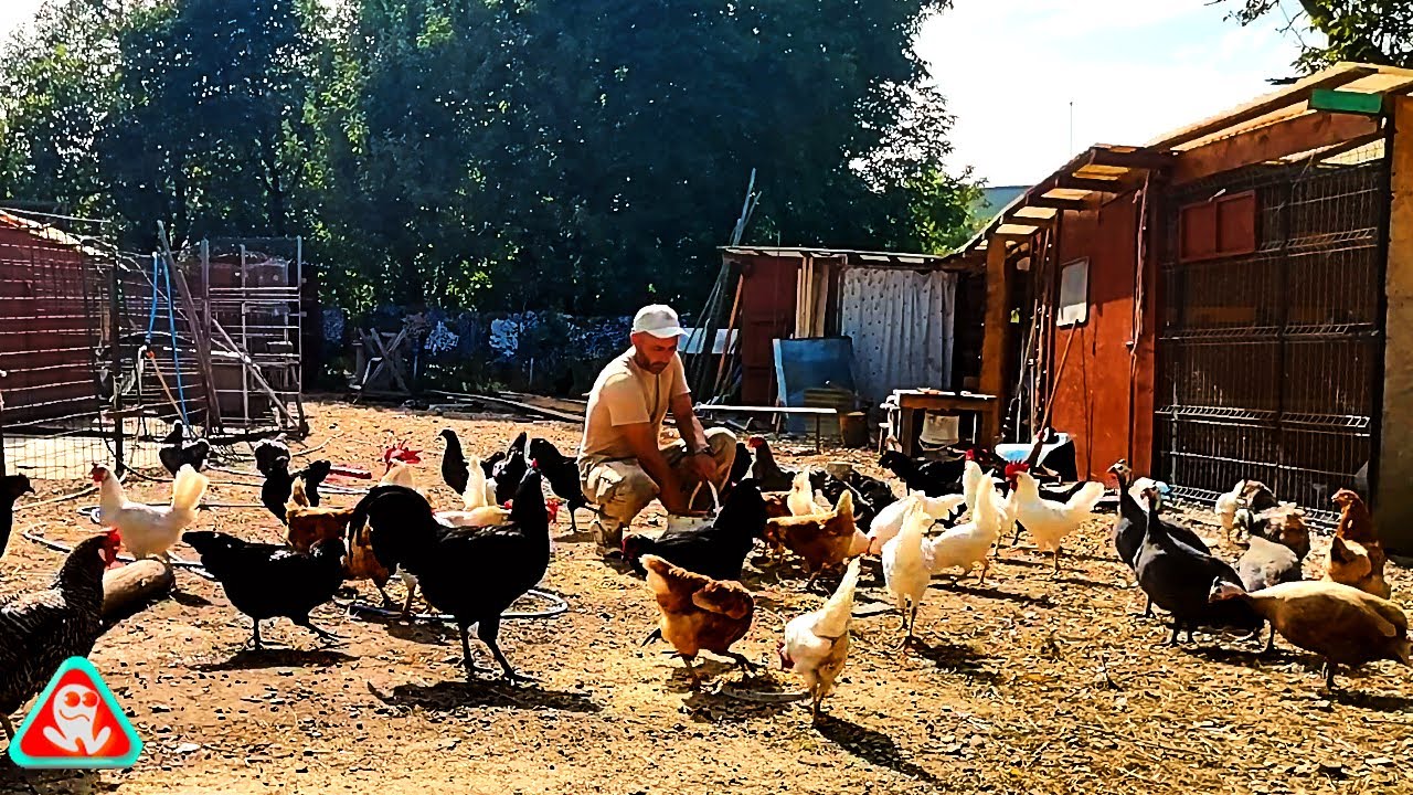 Tratarea și hrănirea păsărilor din gospodărie