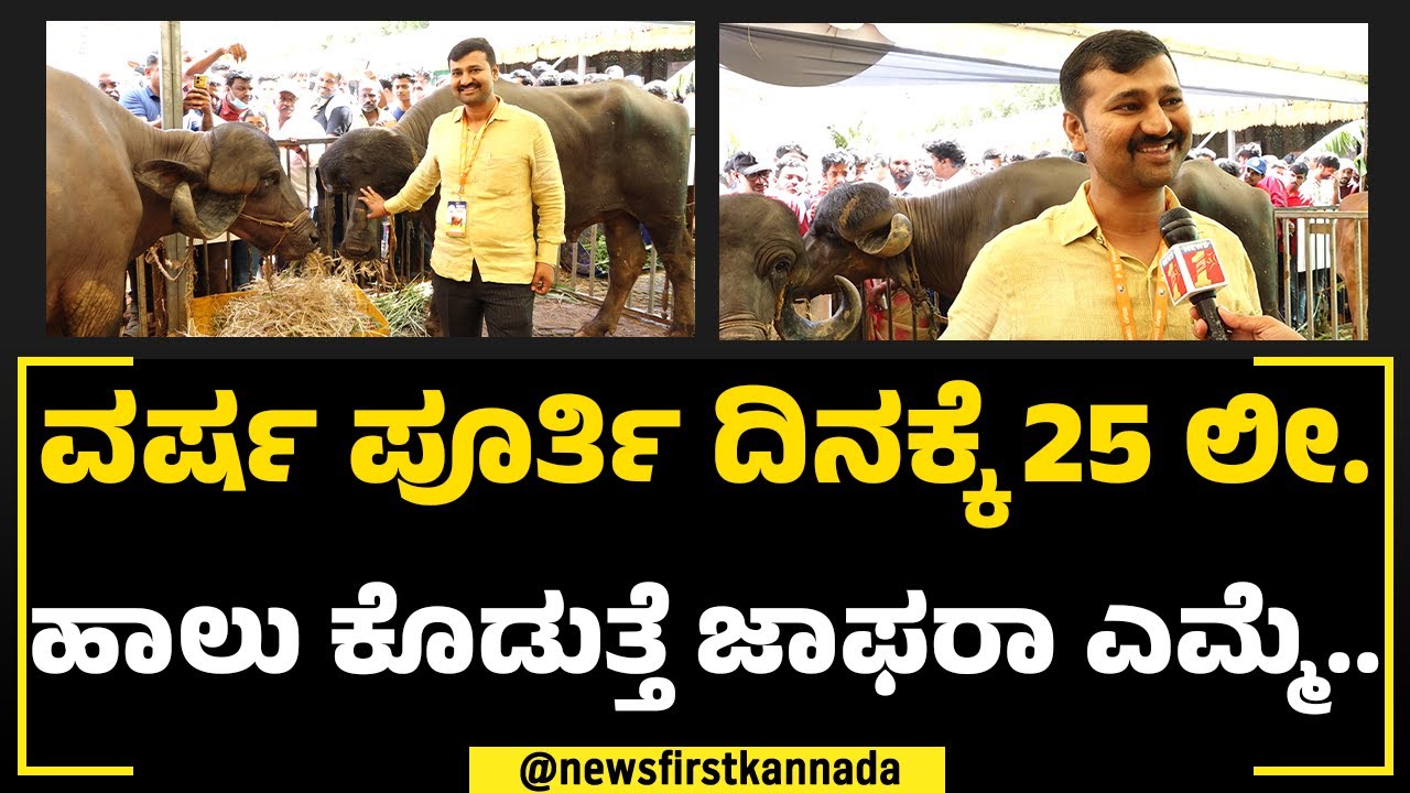 Jafarabadi Buffalo : ವರ್ಷ ಪೂರ್ತಿ ದಿನಕ್ಕೆ 25 ಲೀ. ಹಾಲು ಕೊಡುತ್ತೆ ಜಾಫರಾ ಎಮ್ಮೆ.. | GKVK Krishi Mela 2024