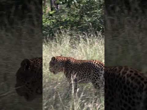 Leopard walks into
