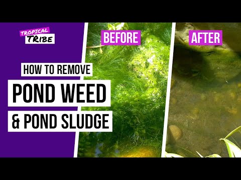 Video: Elodea Waterweed là gì: Kiểm soát cây Elodea trong ao
