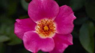 Îsmayl Siyarî Delala Min