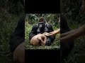 A Gorilla And A Pregnant Woman Gorillababy Baby Gorilla Gorillalove Funny Monkey Love A Gorilla And A Pregnant Woman Gorillababy Baby Gorilla Gorillalove Funny Monkey Love