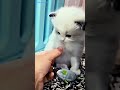 POV:Ada Kucing Imut Banget Iya kan😏👉🏻 By @Aldifriends_YT #shorts #kucingshorts #animalshorts