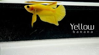 IKAN CUPANG YELLOW BANANA #1
