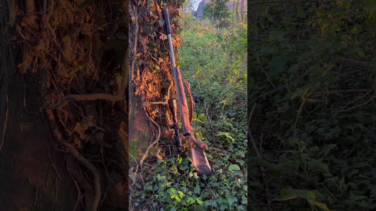 Fox shooting with my Savage  .17 WSM.  ￼