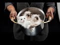 Суп с котом и пирожки с котятами. Ужасающие кулинарные традиции Китая.