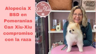 Pomerania Alopecia X y su tratamiento